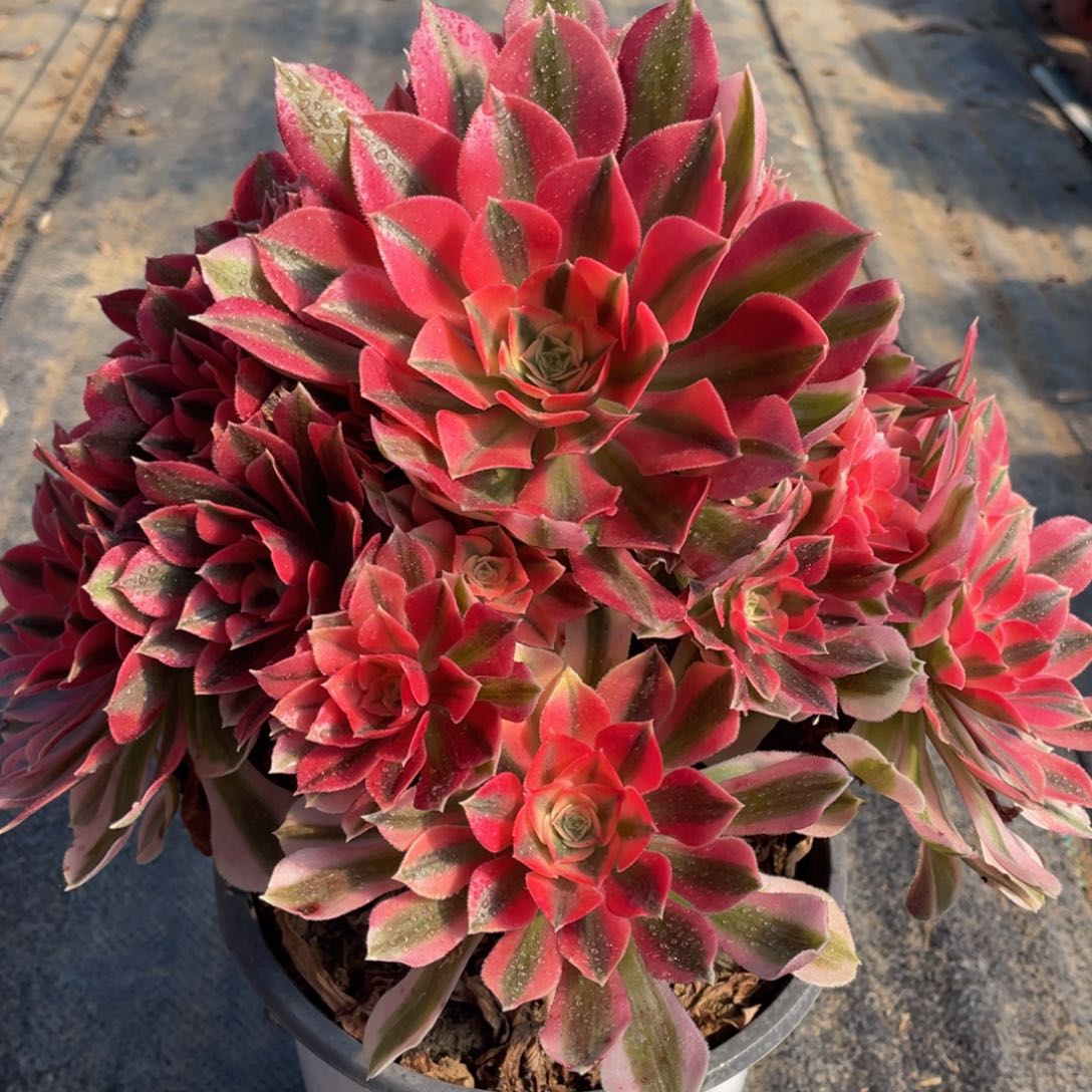 683粉女巫精品法师多肉