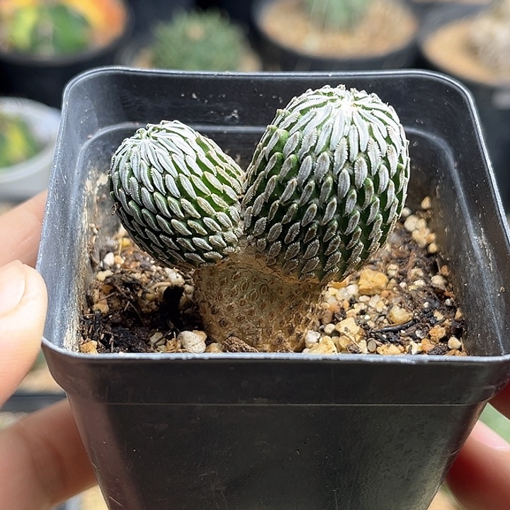 双头精巧丸自根球一颗