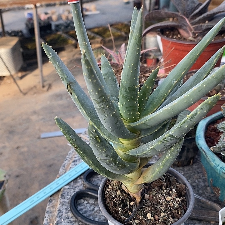 默***金完美主义者勿拍二岐芦荟122409