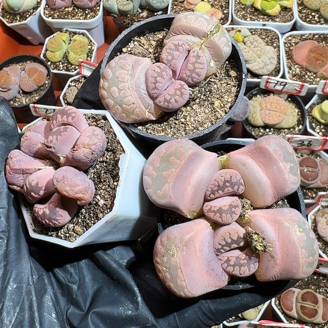 橘*色生石花23:：：。  139