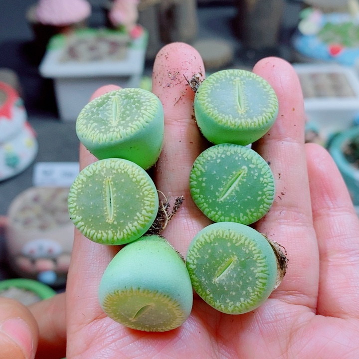 稳***福生石花花花花花花613