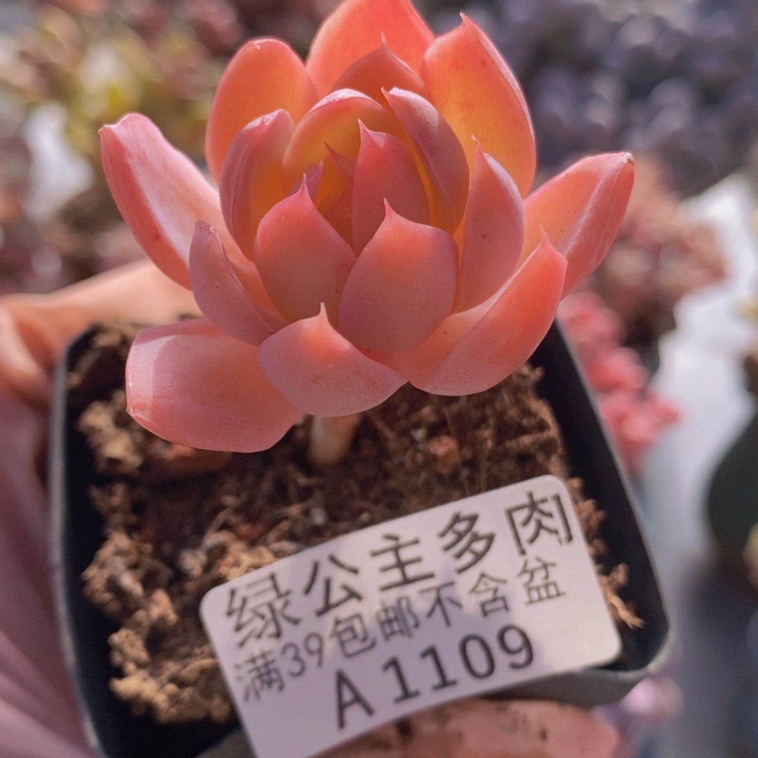 丝绸面纱单头1109多肉植物