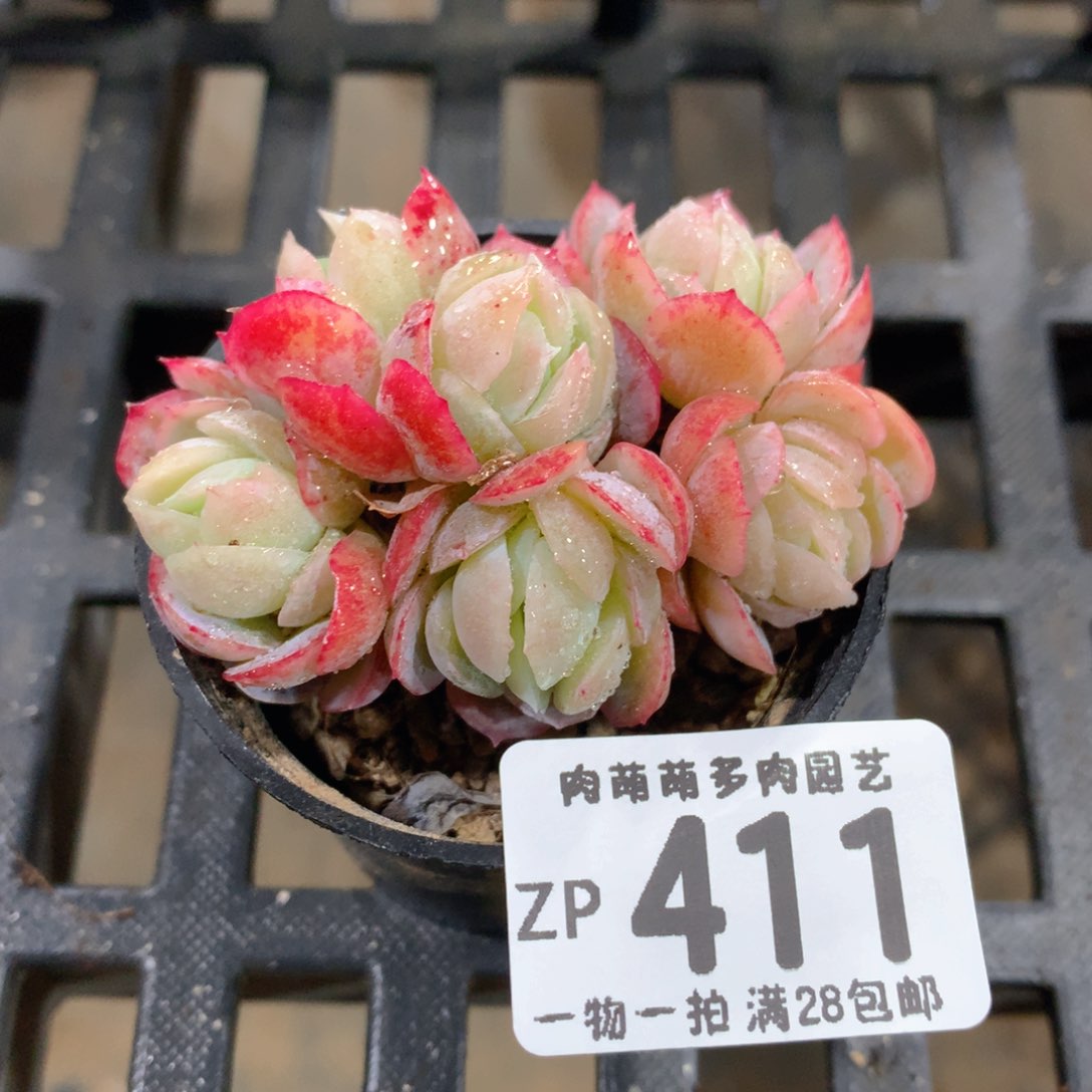 肉萌萌拇指盆精控多肉ZP411