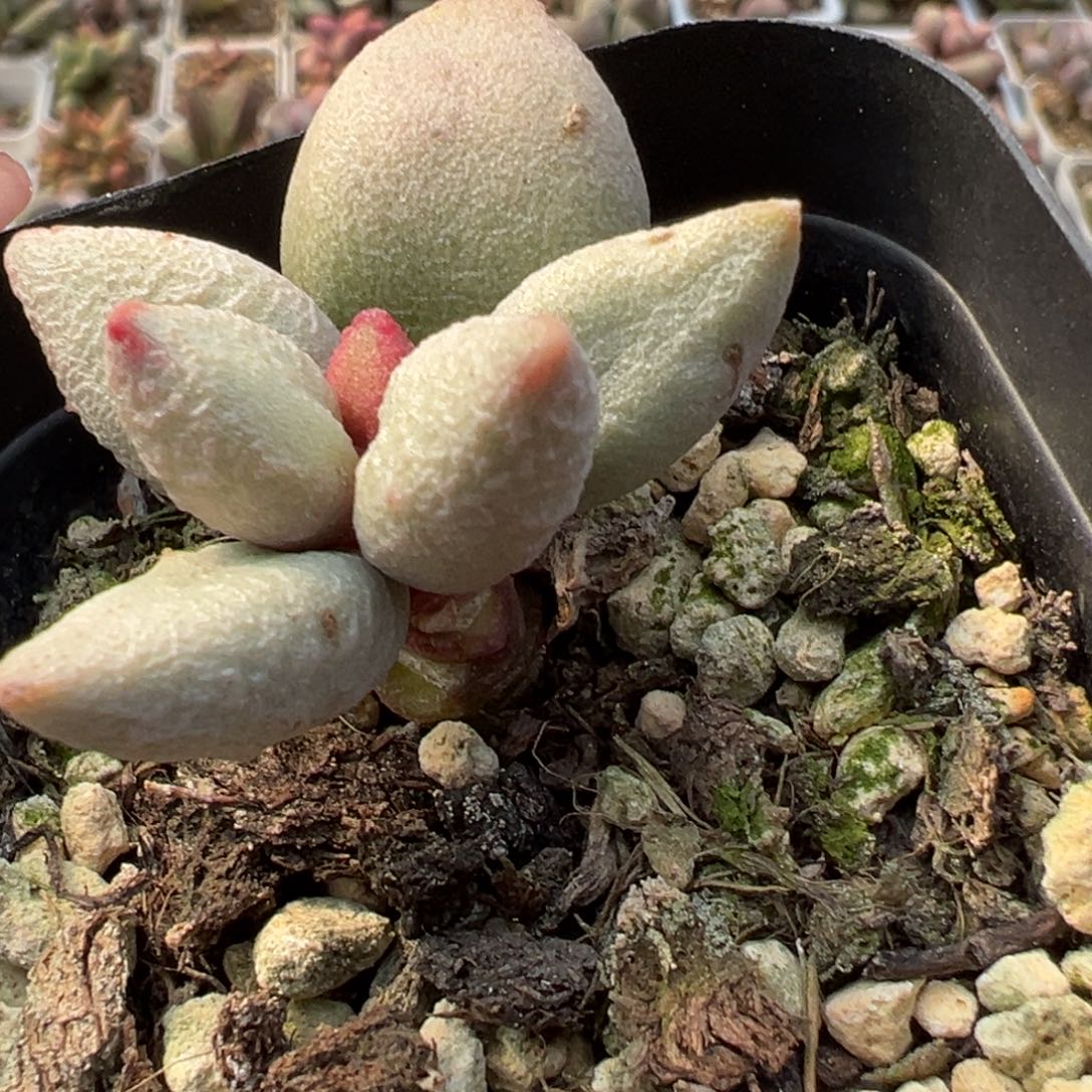 白糖豆小桩多肉植物水泡