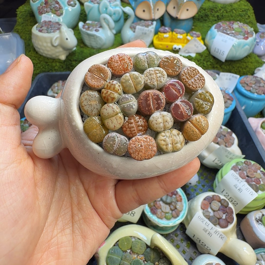 多肉植物福利冲1336