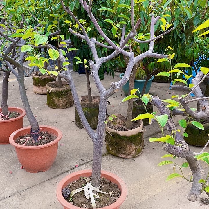 刘***生完全开放果树88888