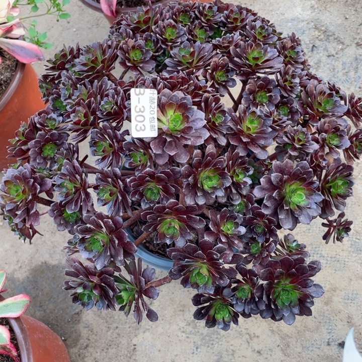 303黑玫瑰多肉1234458多肉