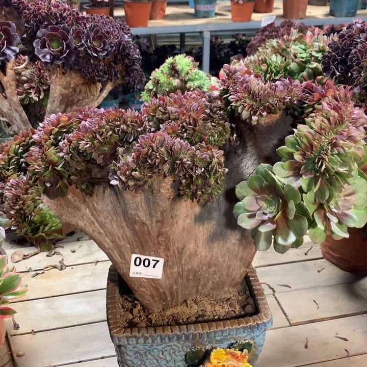 007万圣节缀多肉法师