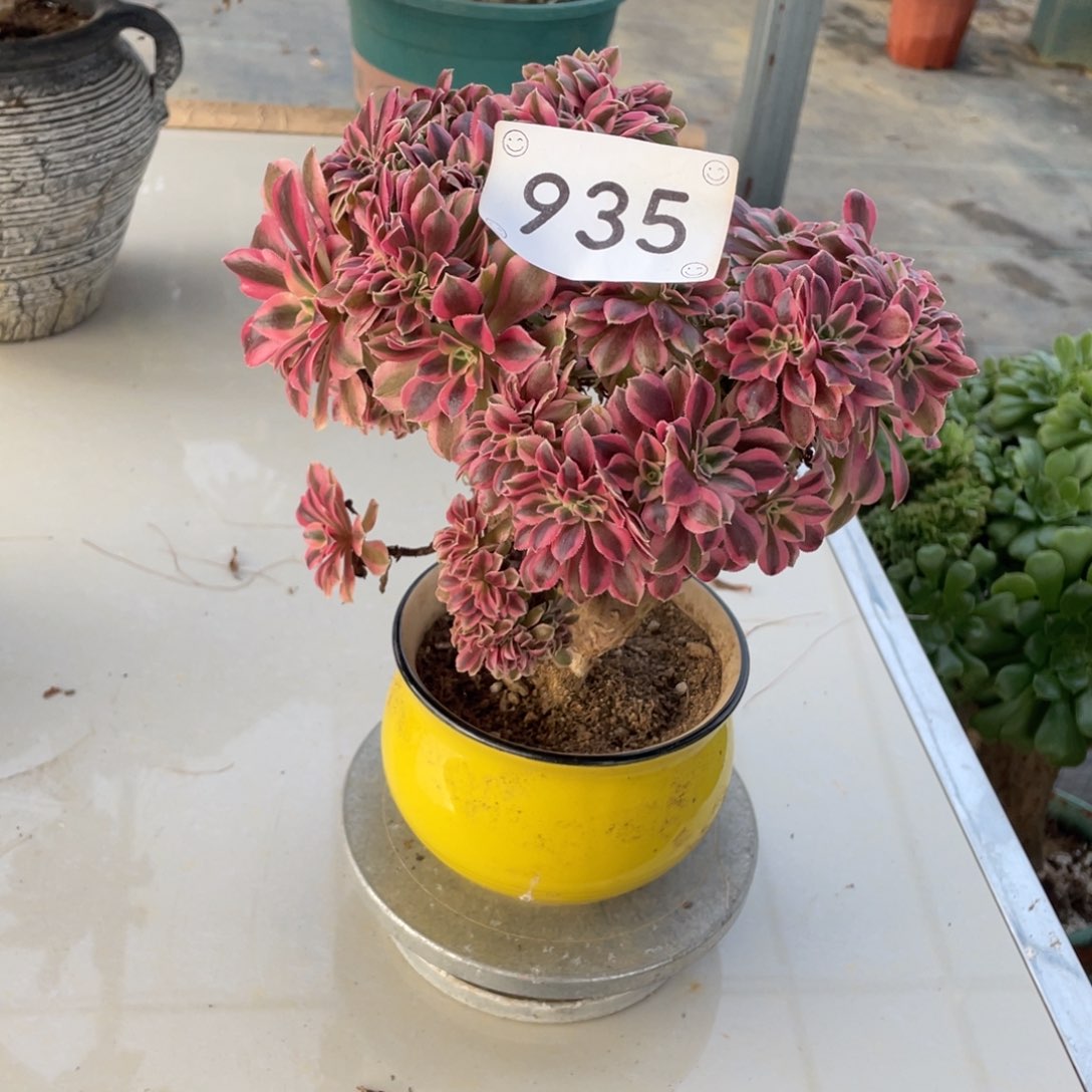 935女巫缀        多肉     