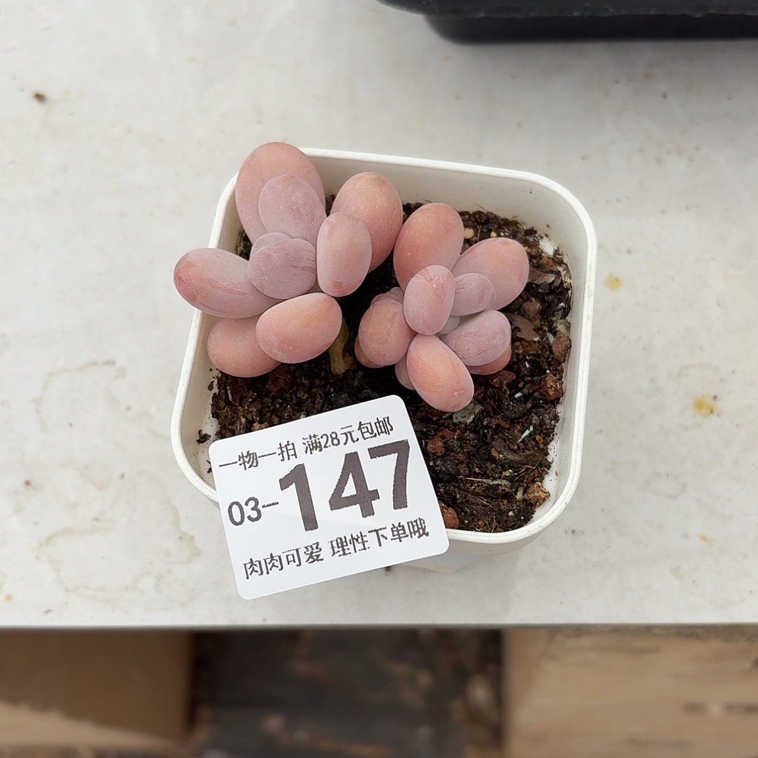 橙奶无盆土发货无