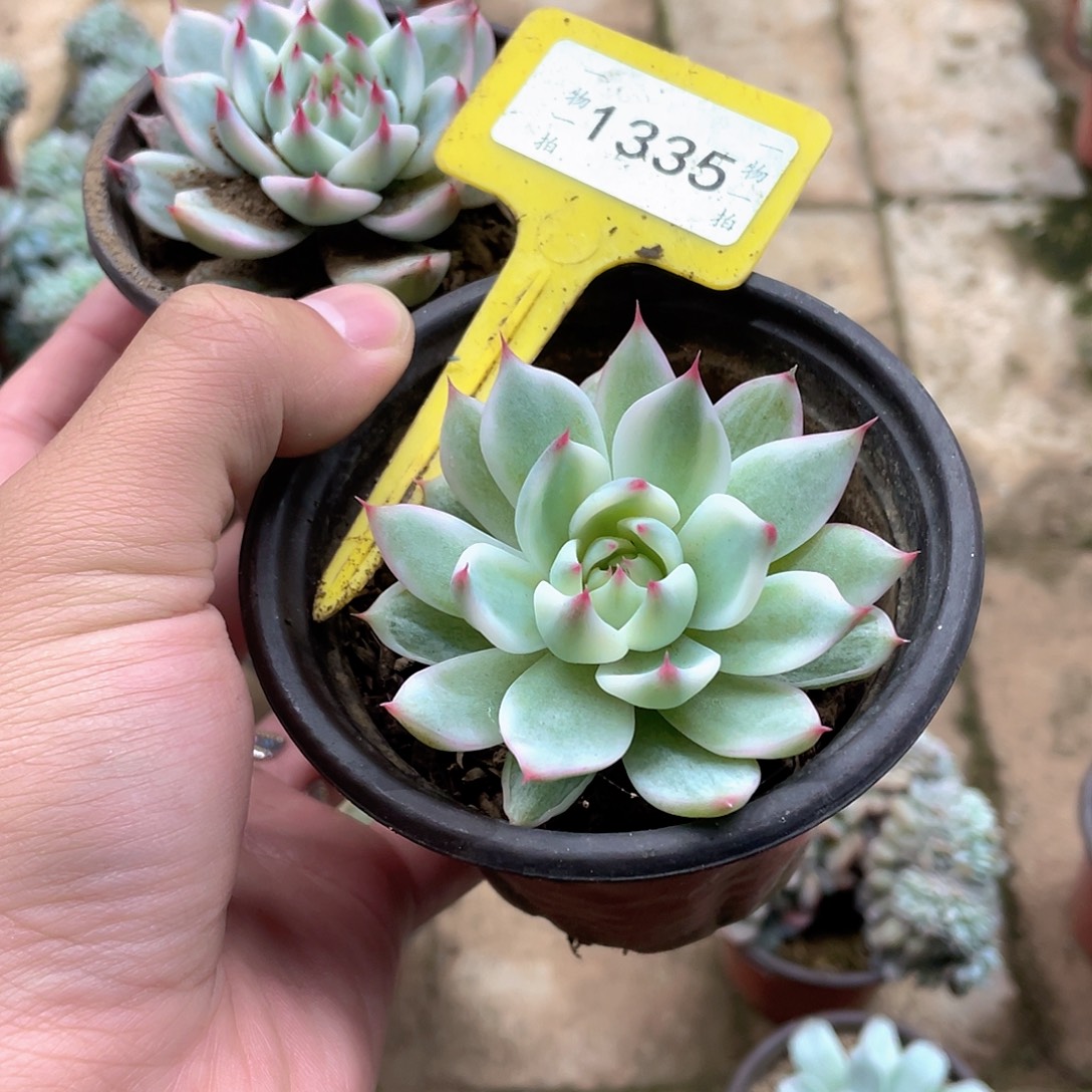 一***秋1335号两个一组多肉