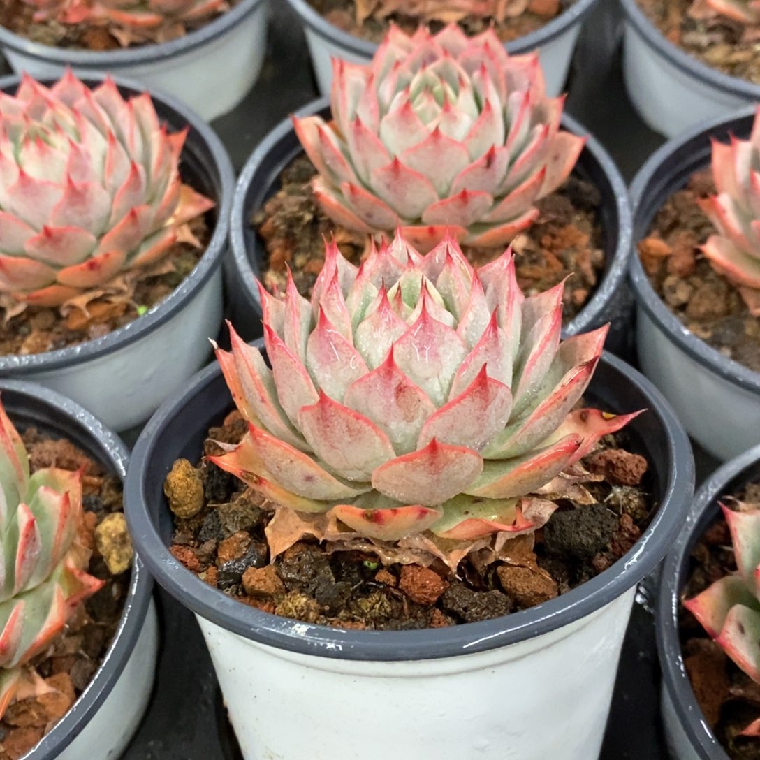 79。林杰安娜。单头。