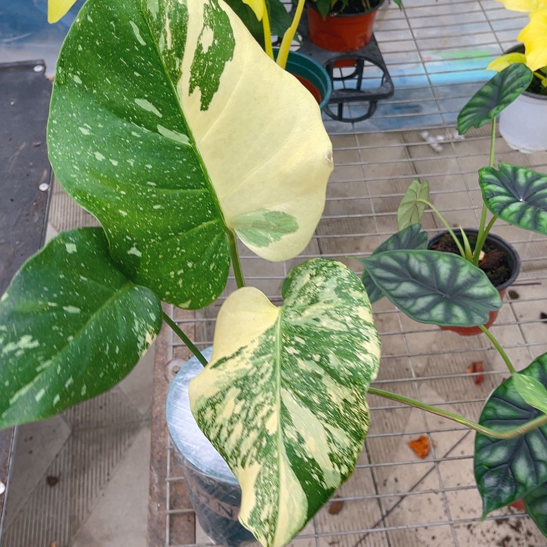 完全开放一物一拍洒金