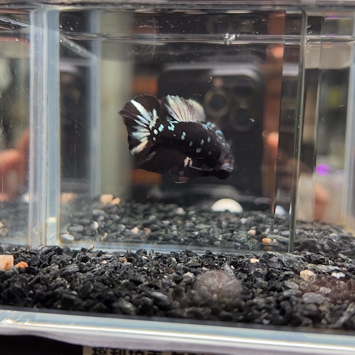 斗鱼竞拍跑单拉黑2日