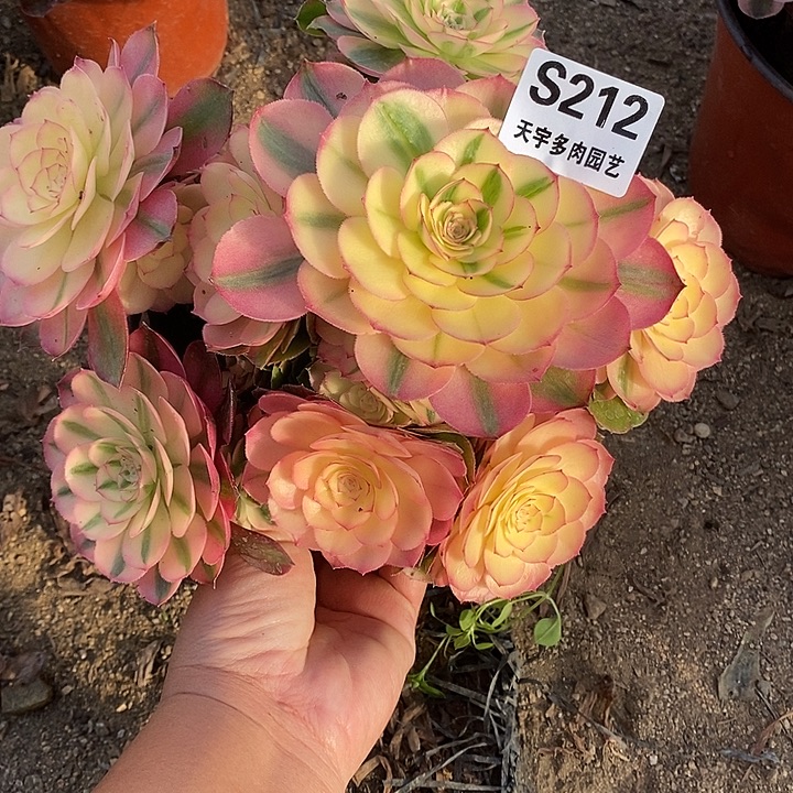 多肉植物荔枝212多肉