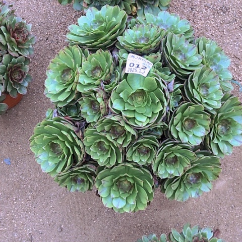 2.2-12万拉丝多肉植物