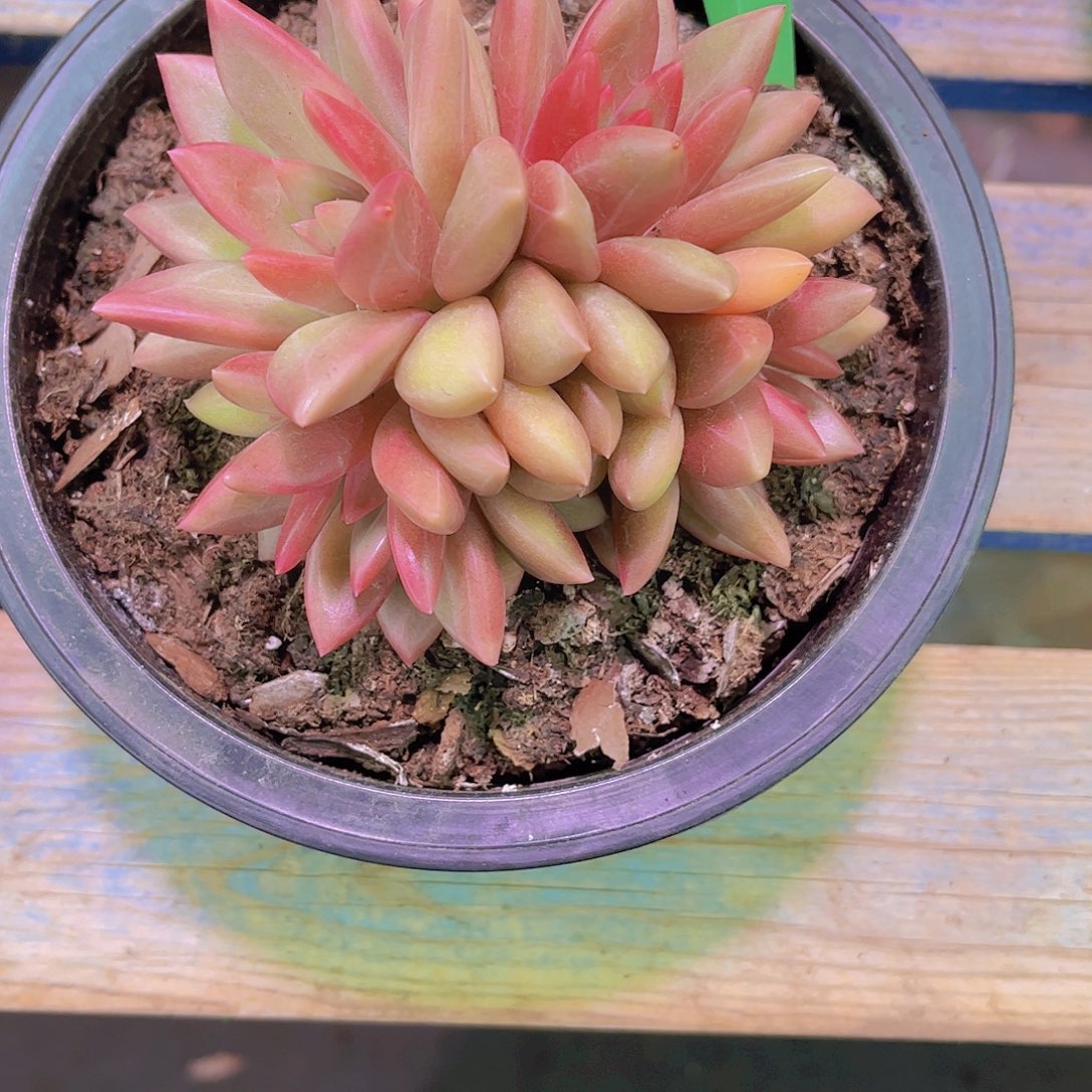 你***了迷雾泡泡Ａ605号一颗一物一拍