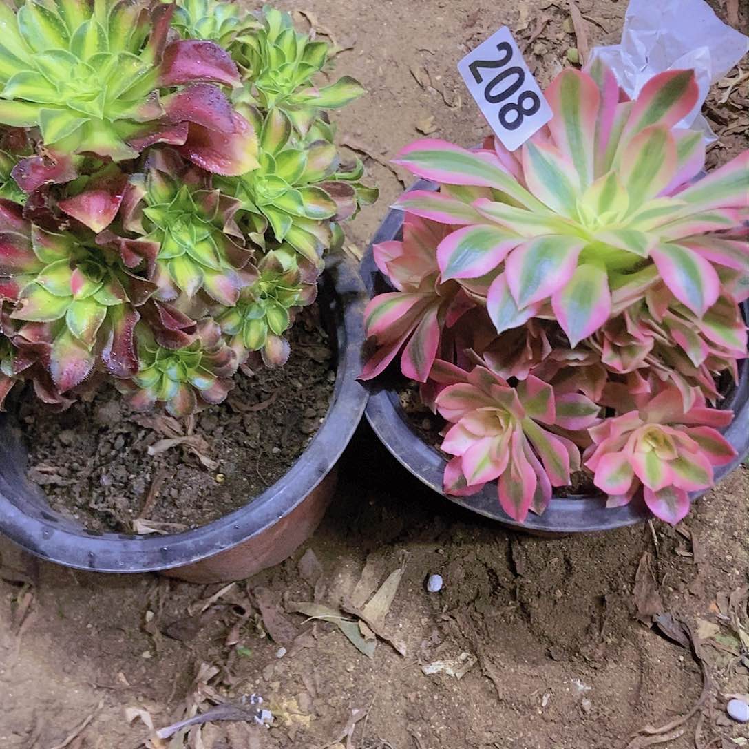 康**啊208两个老庄朵朵特价不周正有