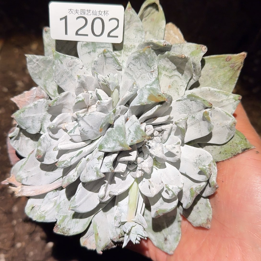 尘***3代杂交仙女杯多肉福利