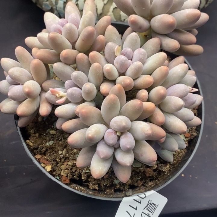 夏悦多肉0117-127汤圆