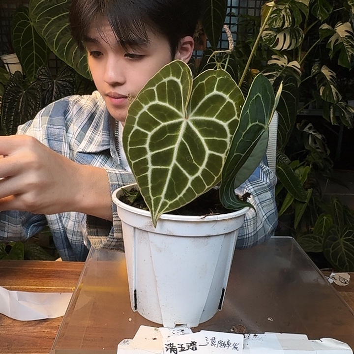不开花植物J35晨雾克莱恩
