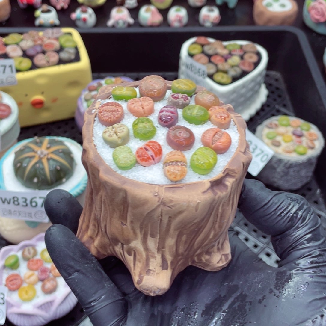 w8374--带盆土发货，零下地区拍保温箱