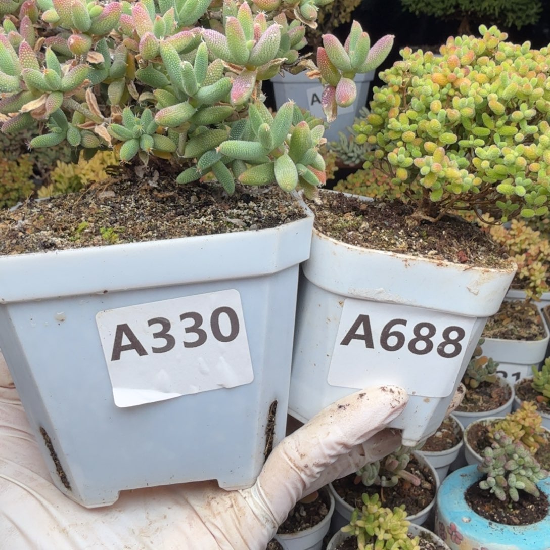 黑***子A330玉米688蜜橘糖球