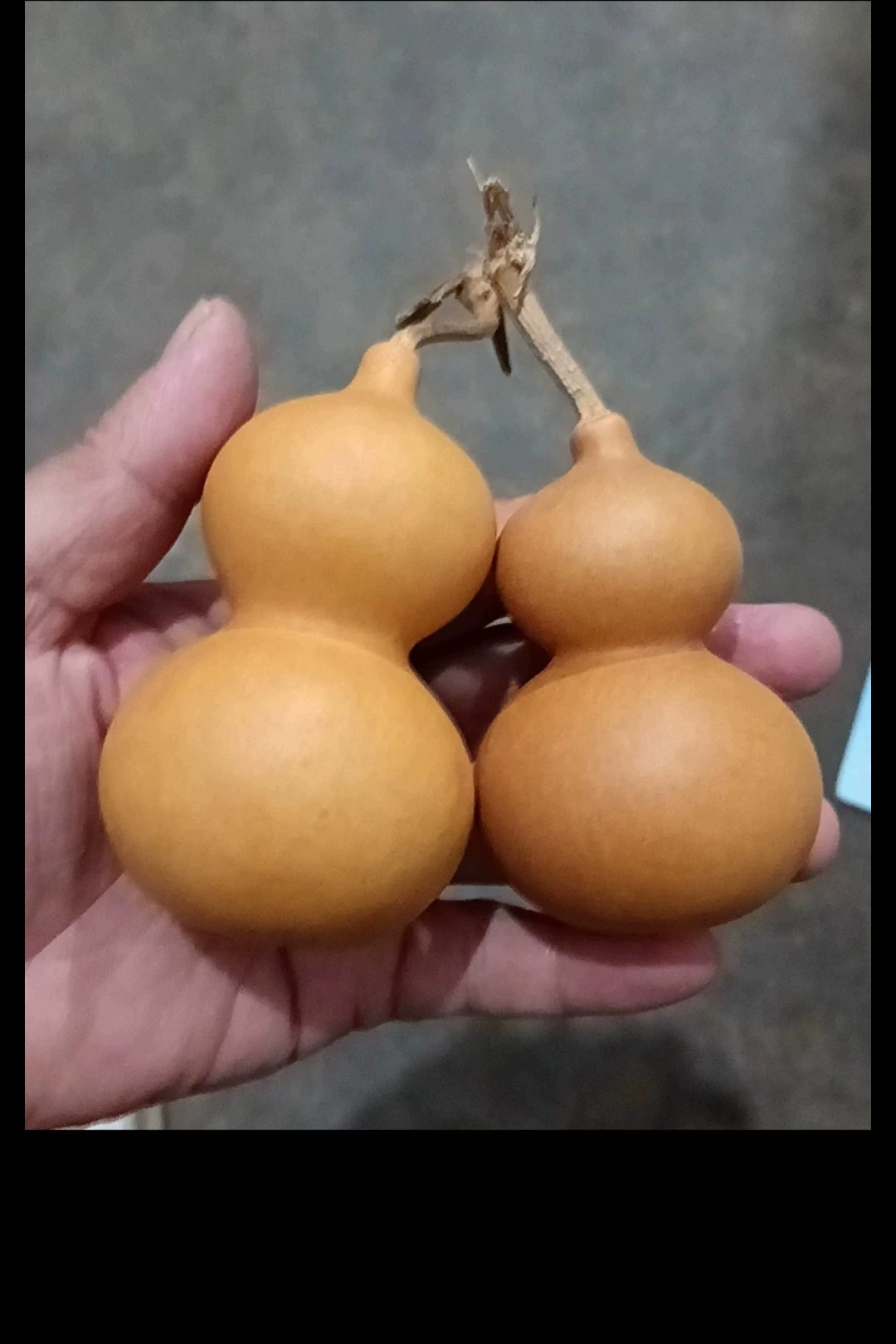 直播间选购精品葫芦