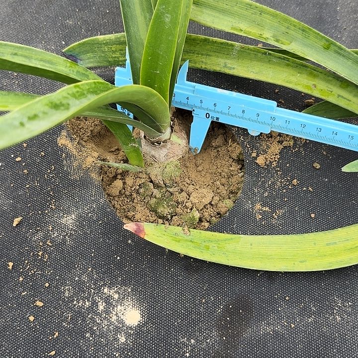 hs3朱顶红一棵4.5带侧