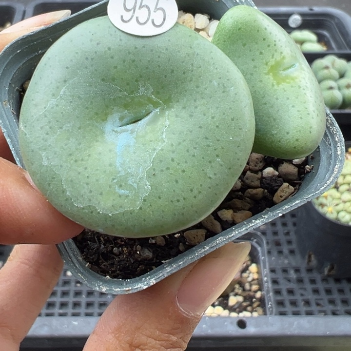 955号1111111111111111