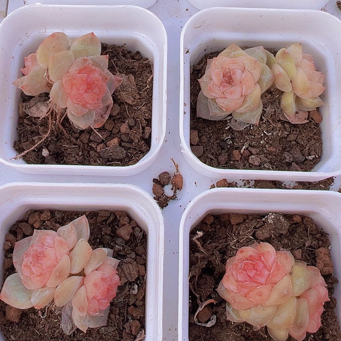 双头老桩糖心精品多肉