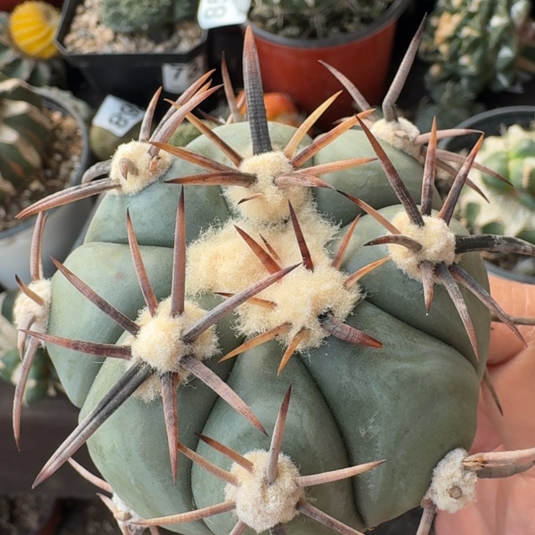【闪购商品】苗接花王丸796