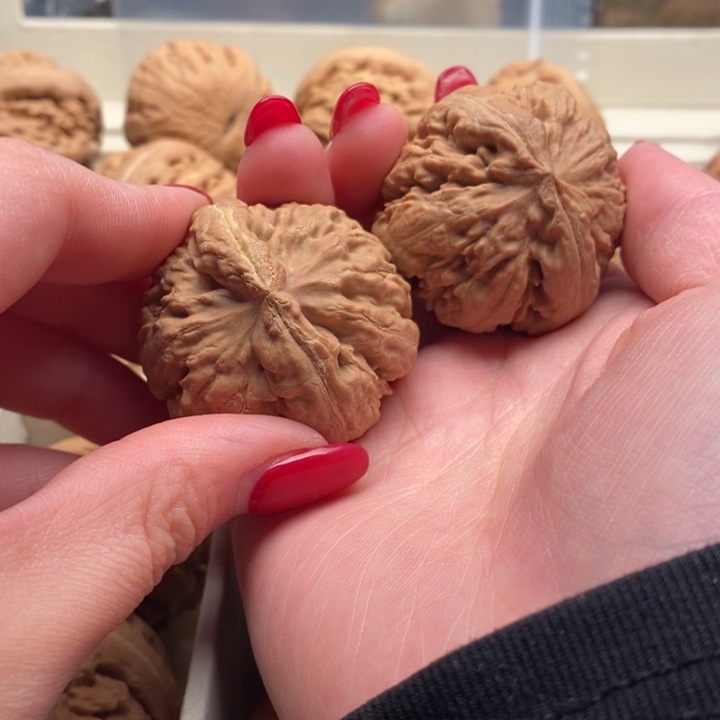 海***.把件文玩核桃霸王龙