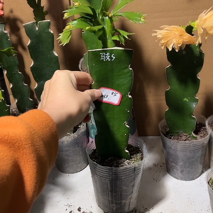 用***3当前无花朵，栽培后可花朵马克思