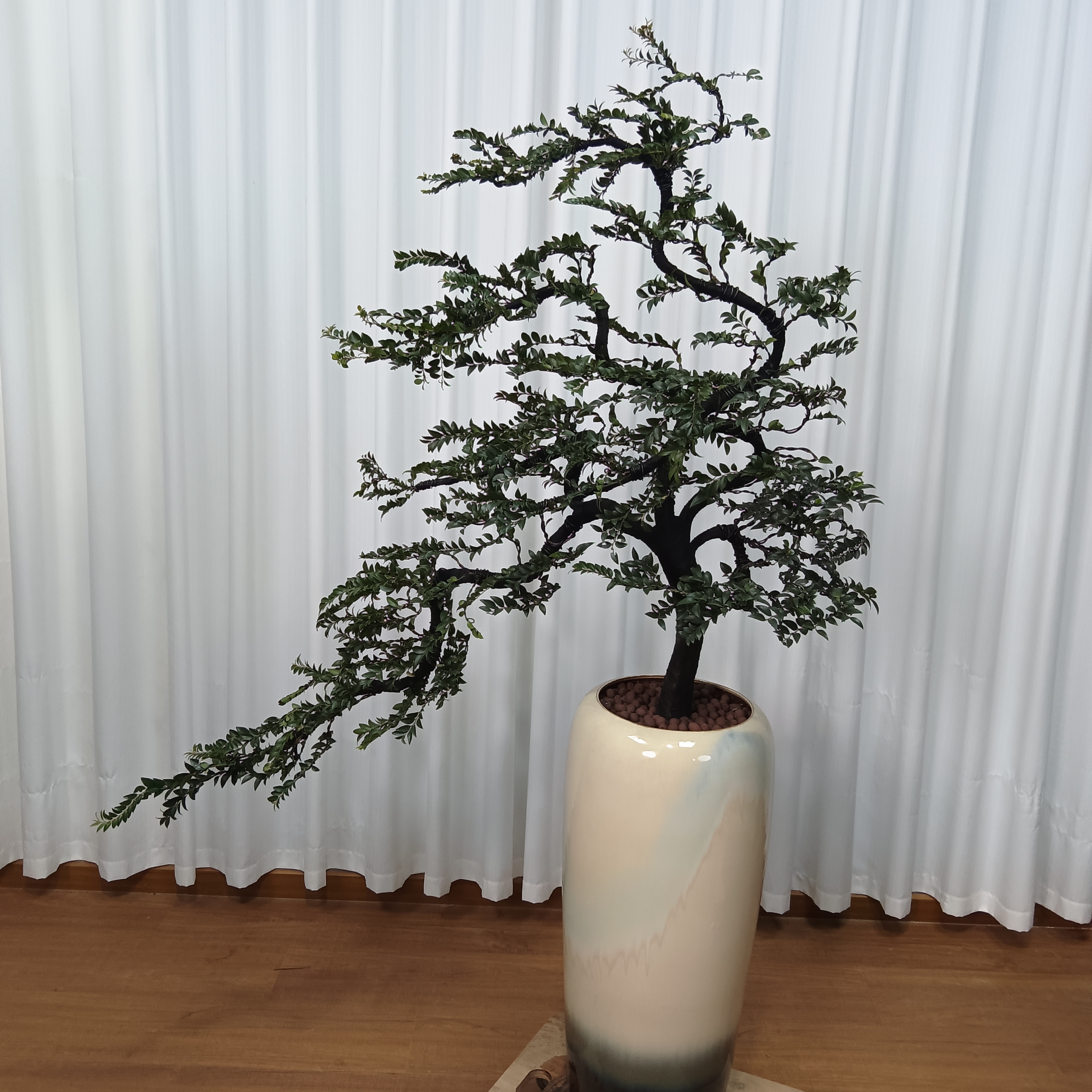 广东小叶紫檀黑骨茶盆栽室内外客厅绿植盆栽大盆盆栽净化空气绿植