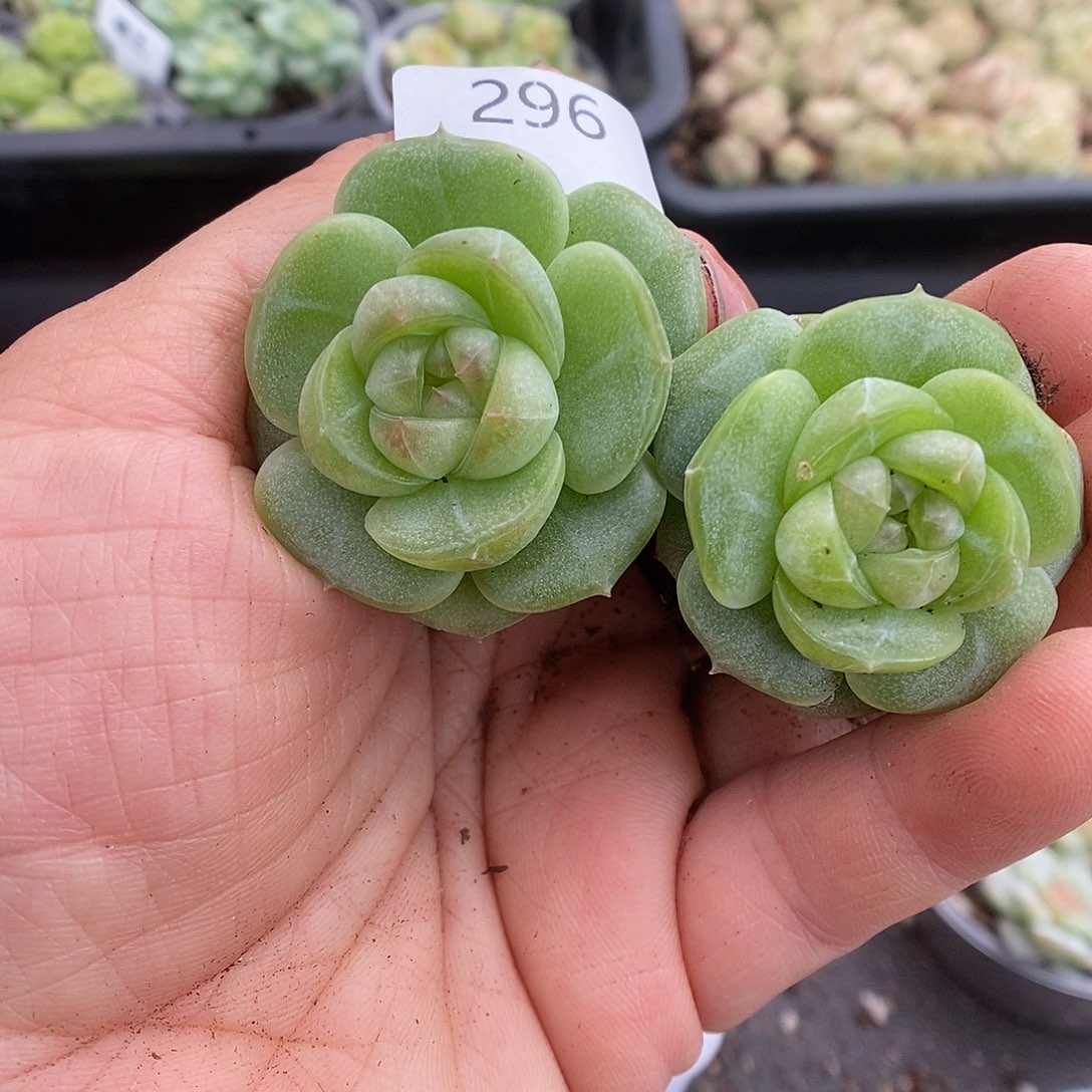 一物一拍一物一拍911-296