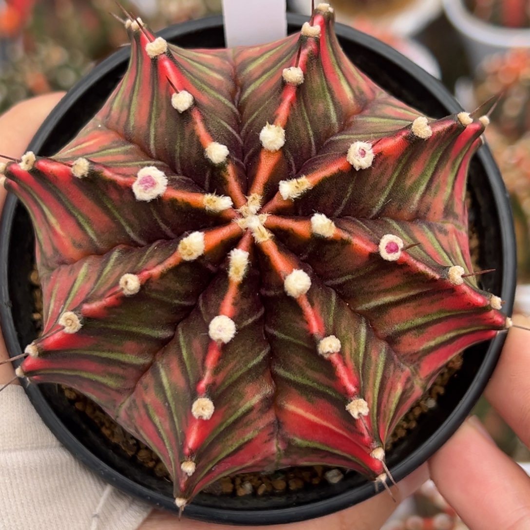 泰系实生肋骨锦582