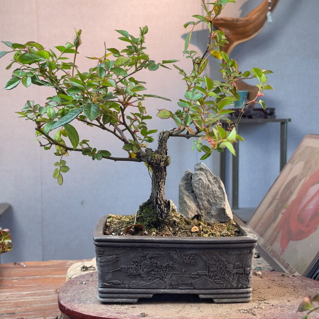 篱***歌少量花朵（建议范围：2朵-5朵 或40%以下）