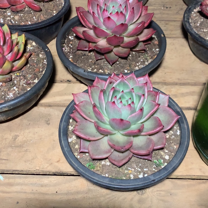 福***制美肉特价活动开始了