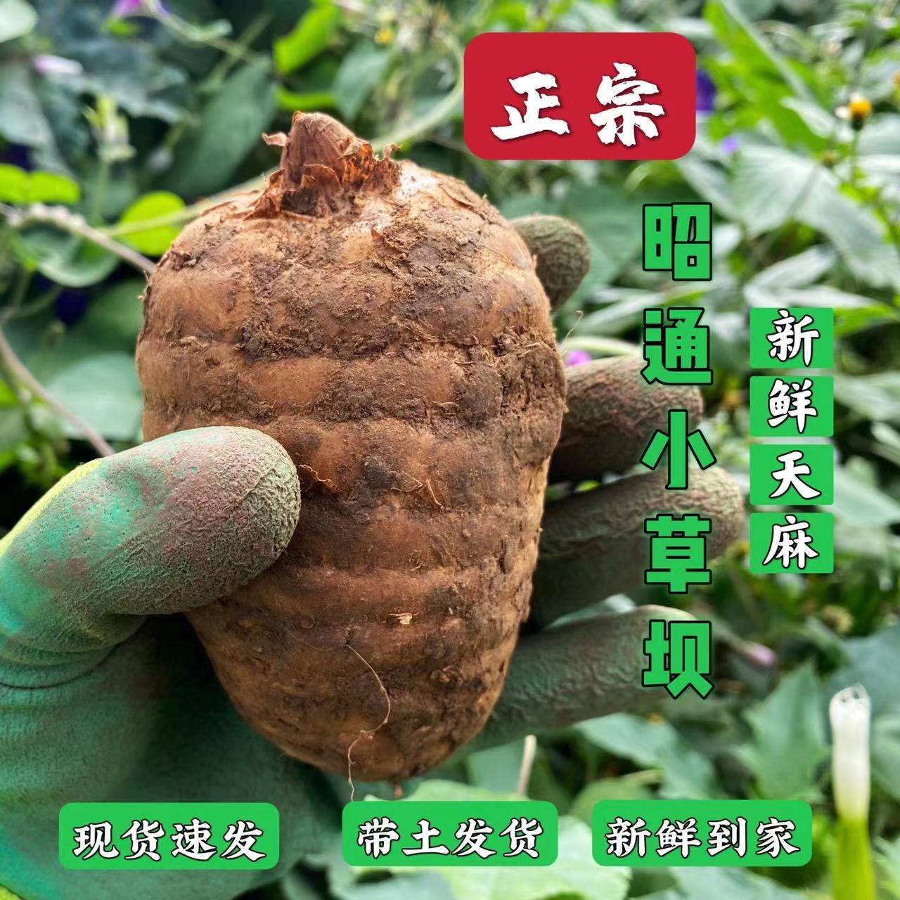 【正品可溯源】正宗云南昭通小草坝新鲜天麻