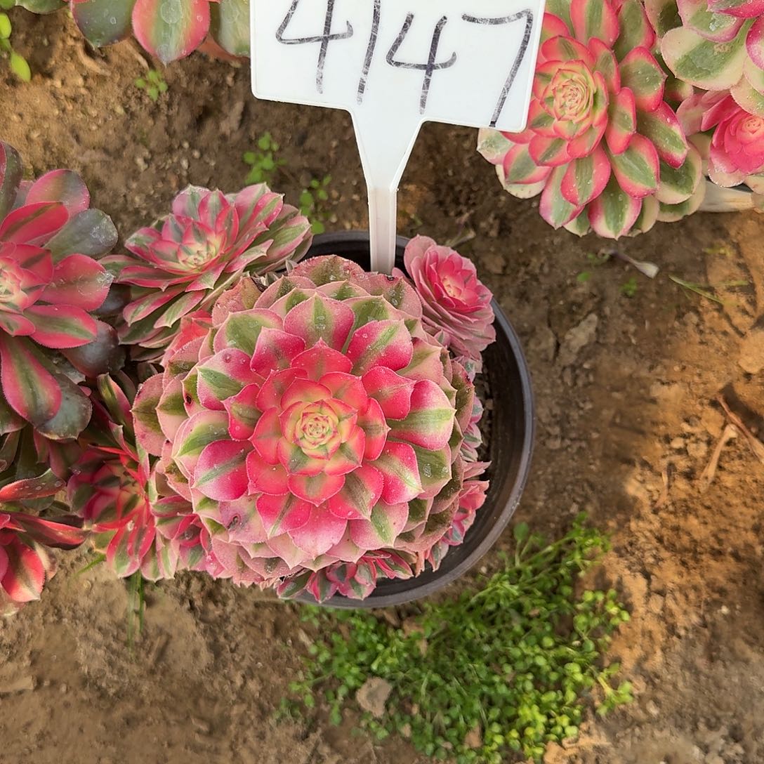 4147倾城多肉法师多肉