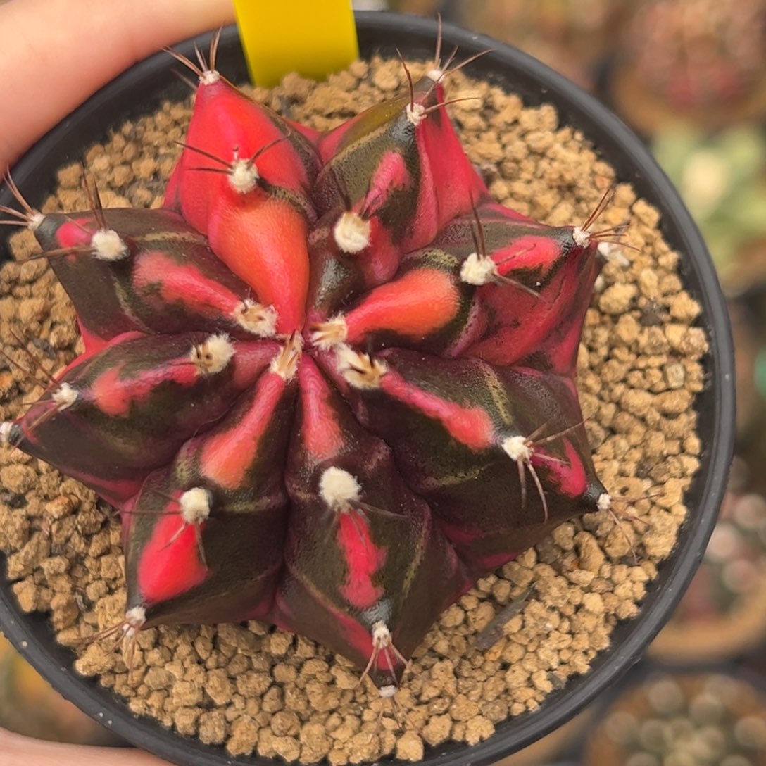 泰系侧芽米哈锦A13