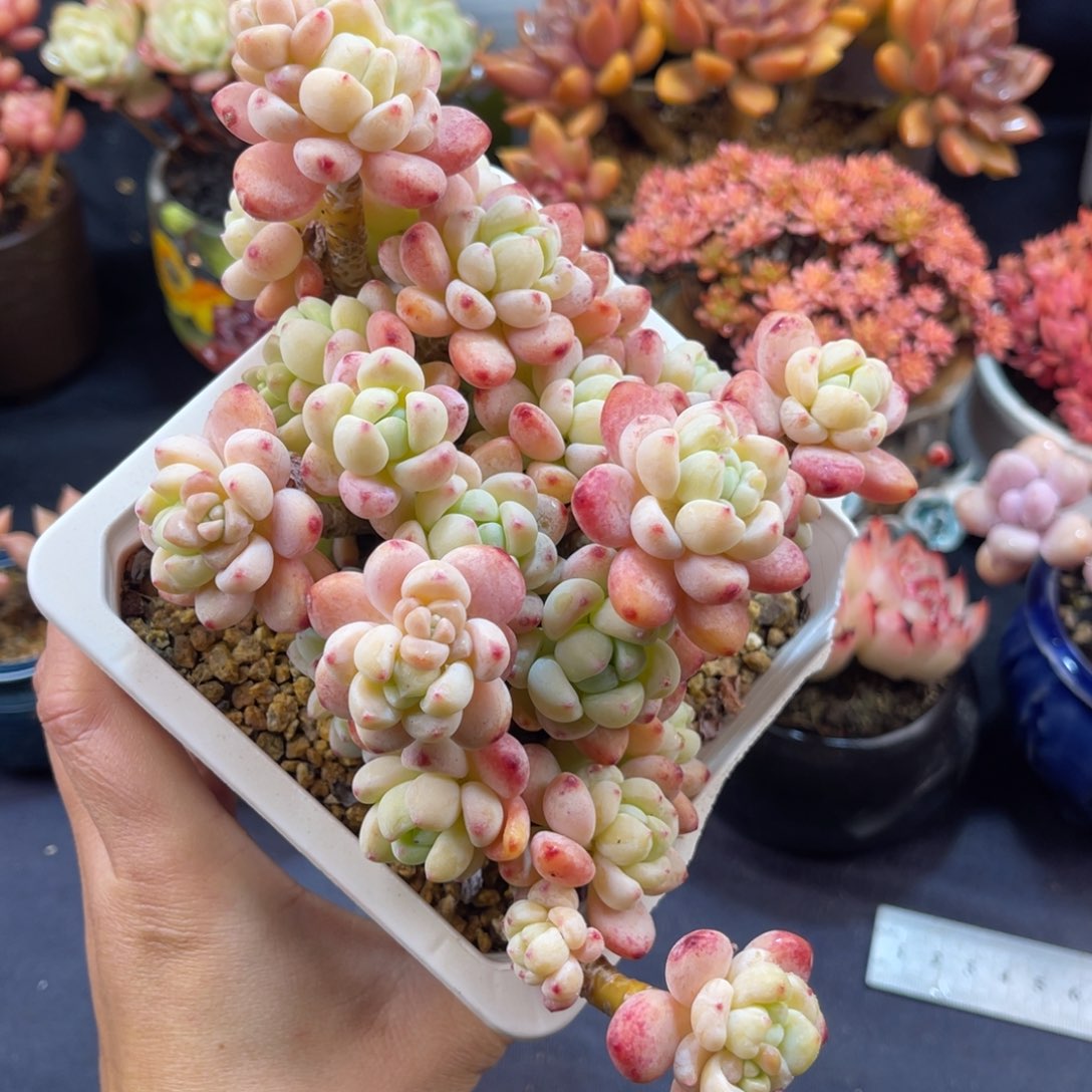 罗琦 十五公分左右