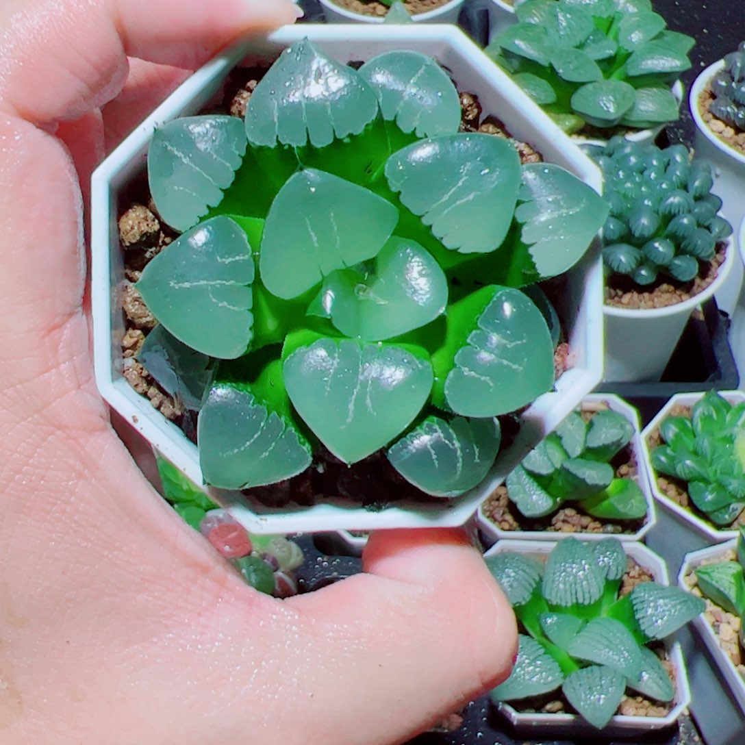 姬翠多肉植物阿阿