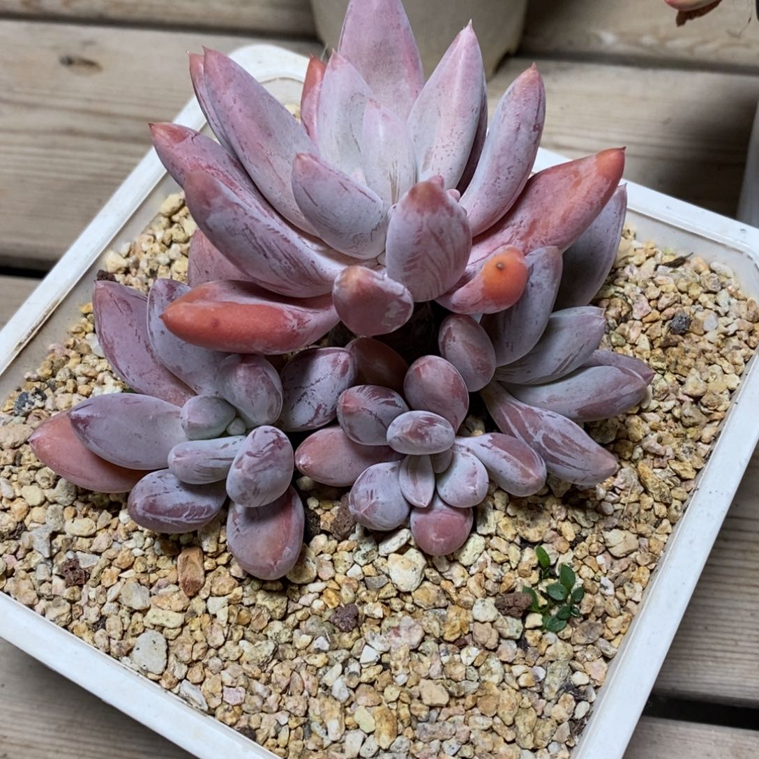 健健康康快快乐乐多肉植物_桃蛋大河