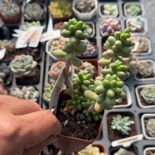 396绿龟卵一物一拍多肉