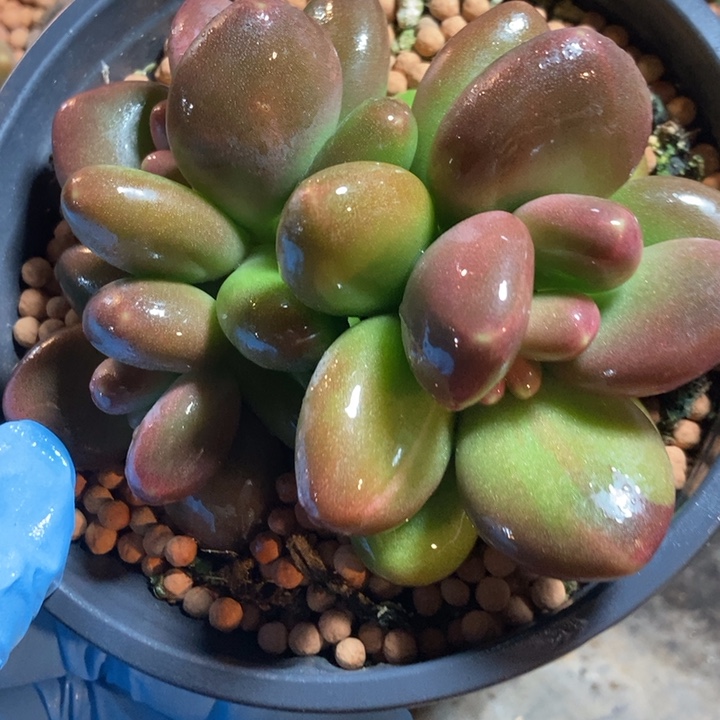 Kk奶酪锦多肉植物多肉