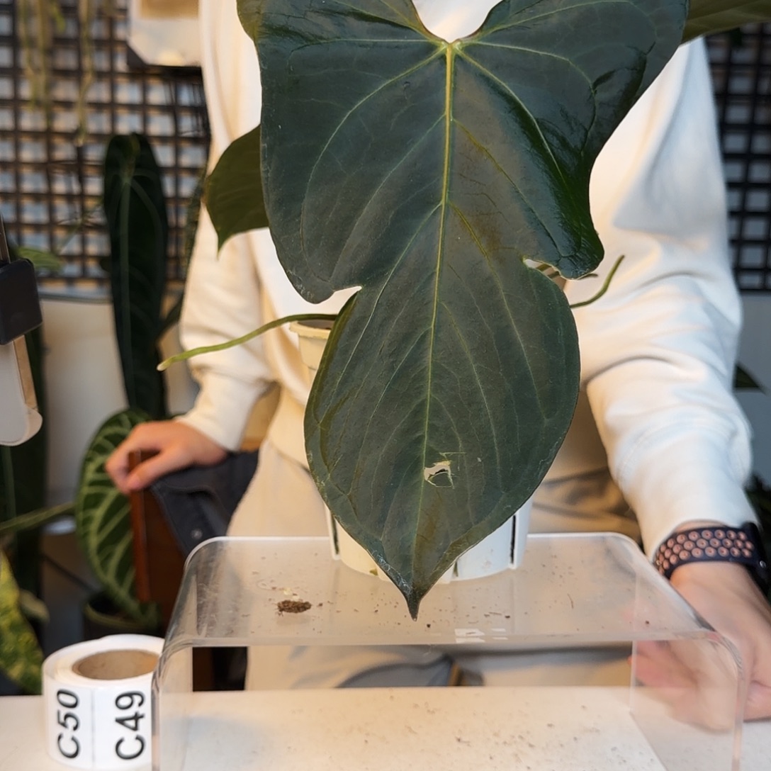 完全开放C42个体西尼亚