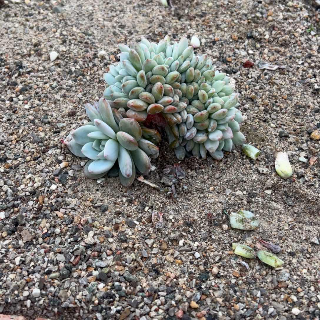 B2多肉多肉多肉多肉