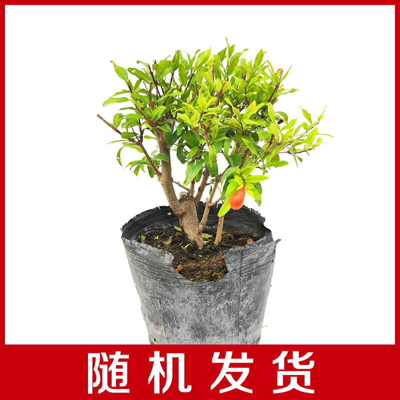 小叶石榴紫玉宫灯盆景素材随机一棵原盆原土发货